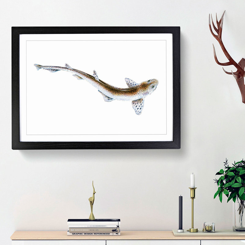 Lesser Spotted Dog-fish by Edward Donovan - Picture Frame Painting Print, 36cm H x 48cm W x 2cm D, Black Framed