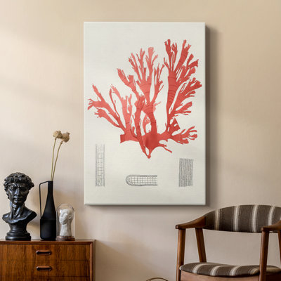 Étude de corail rétro IV - galerie Cavas sur mesure