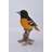 Oriole on Branch Statue