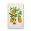 «Oranges and Blossoms II Tropical Fruit» par Modern Tropical, reproduction d'art-270965543-270965723-270965725