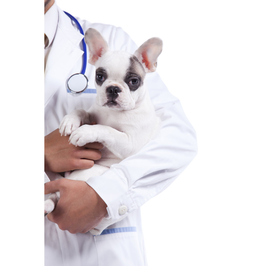 Leinwandbild Veterinarian Holding a Very Cute Boston Terrier