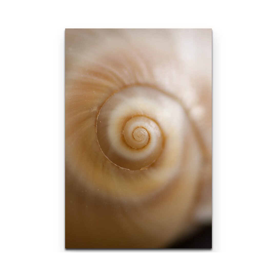 Leinwandbild Schnecke – Nahaufnahme