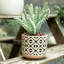 Pot de fleurs succulentes Charnece