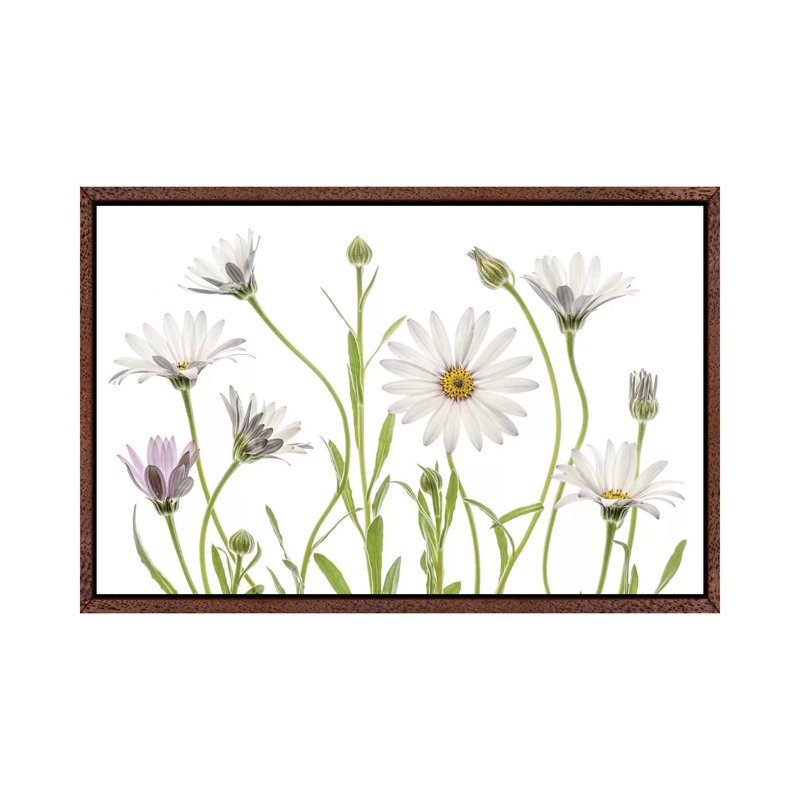 Cape Daisies by Mandy Disher - Print on Canvas, 45.72cm H x 66.04cm W x 3.81cm D, Classic Brown Wood Framed