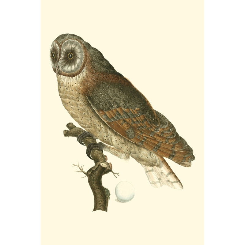 Nozeman Owls IV, H 18 po x l 12 po x P 1 po