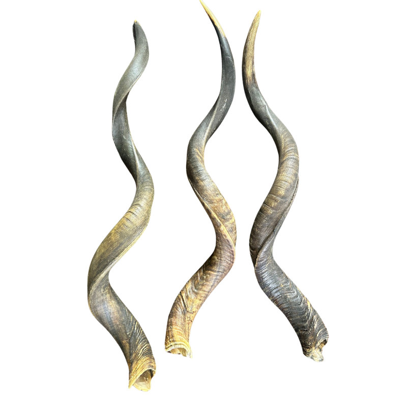 African Kudu Antelope Horn XXL