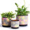 3 pots de plantes en céramique avec trous de drainage