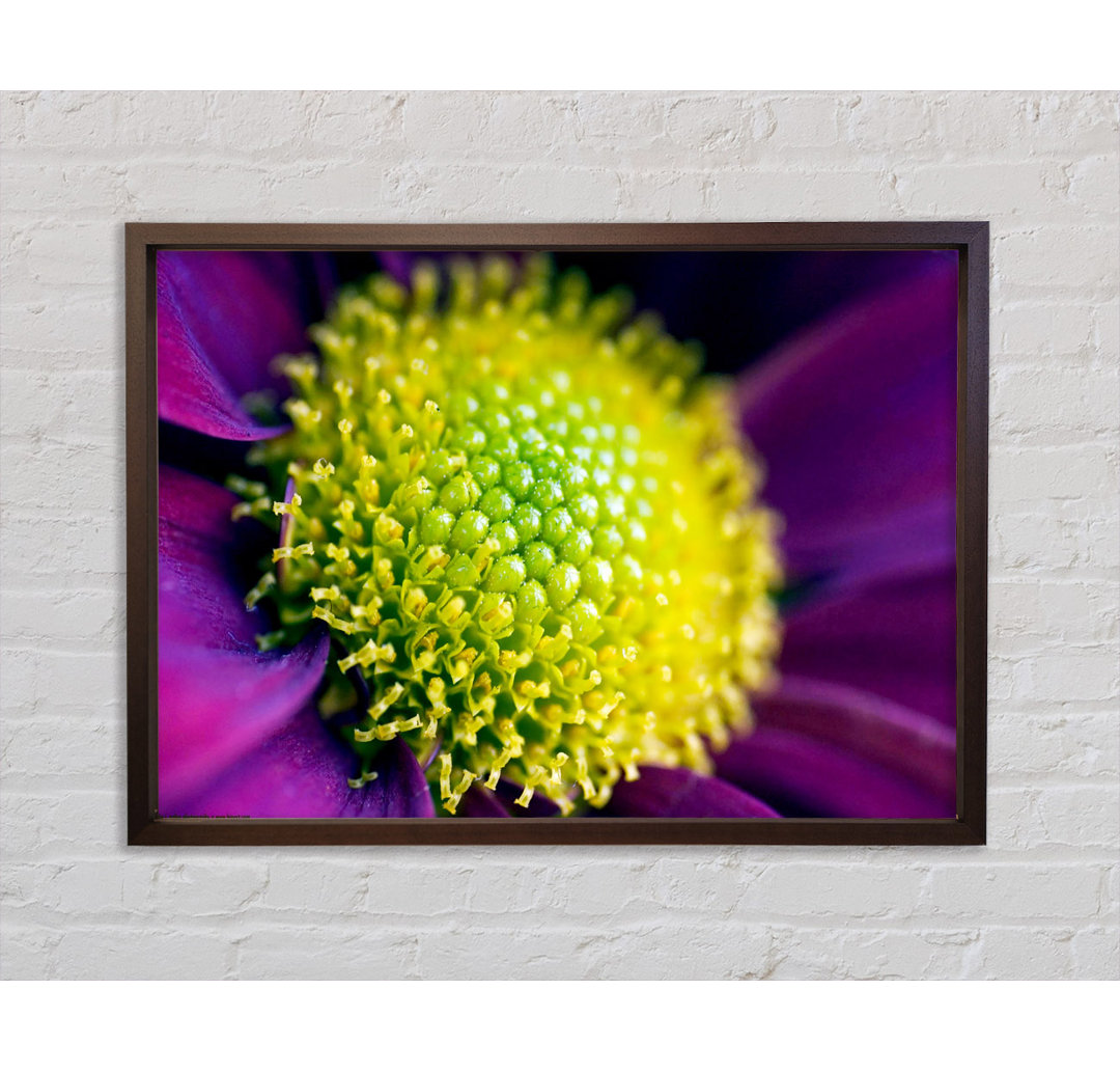 Centre Of A Daisy - Einzelner Bilderrahmen Kunstdrucke auf Leinwand