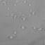Rideau de douche en mélange de coton gaufré nid d'abeille avec doublure encliquetable-759779251-771075301