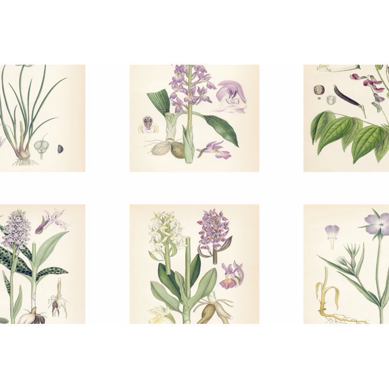 Purple Botanicals - Wrapped Canvas Art Prints, 20cm H x 30cm W x 3.8cm D