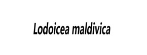 Logo Lodoicea maldivica