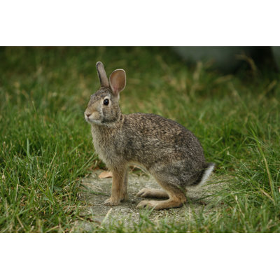 Bunny Rabbit - Wrapped Canvas Print
