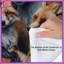 Édredon Group of Red Foxes-123334840