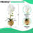Orchids Artificial Flowers In Gold Flower Pot