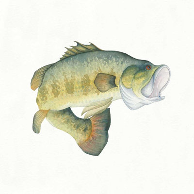 " Gone Fishin Large Mouth " by Wild Apple Portfolio Painting Print