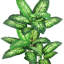 Arbre de daffenbachia artificiel en pot