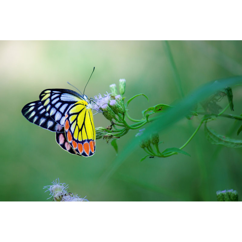 Delias Eucharis - Wrapped Canvas Print, 30cm H x 46cm W x 3.8cm D