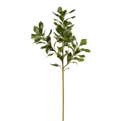 TIGE PITTOSPORUM