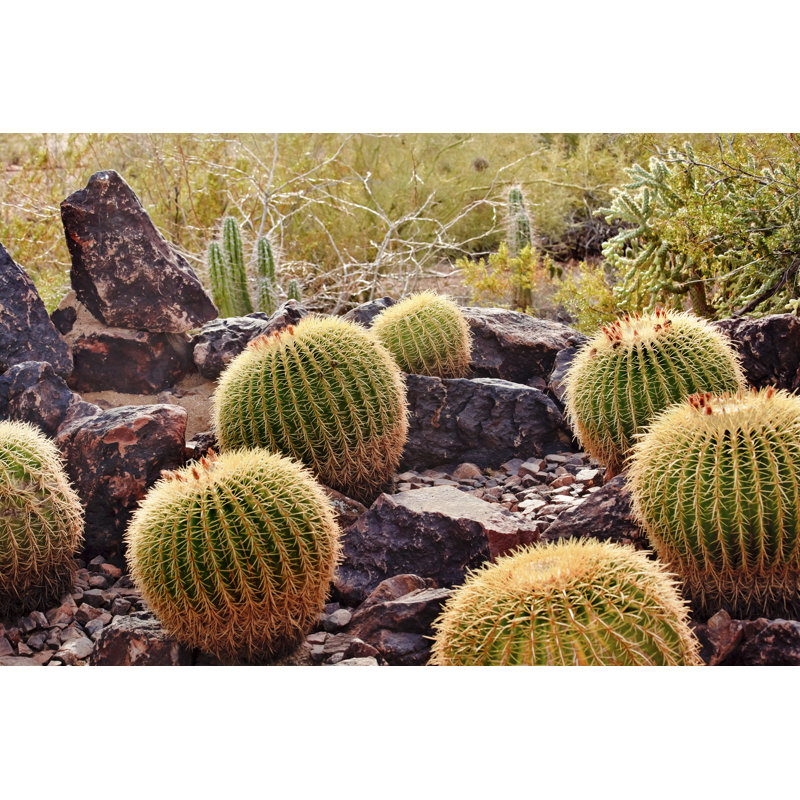 Cactus doré - photographie sur toile tendue, L 12 po x H 8 po
