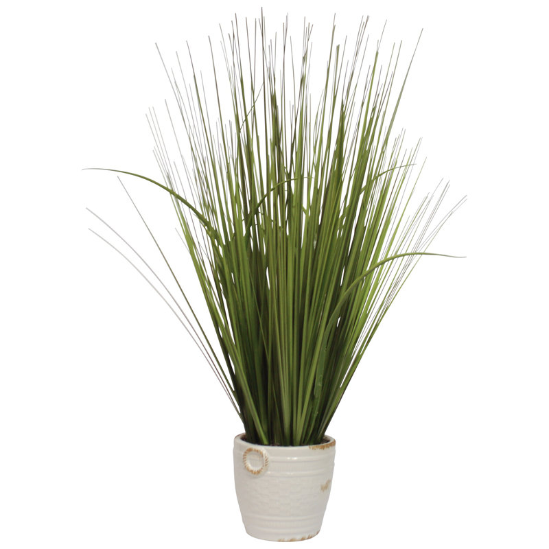 Herbe de feuillage de bureau en pot