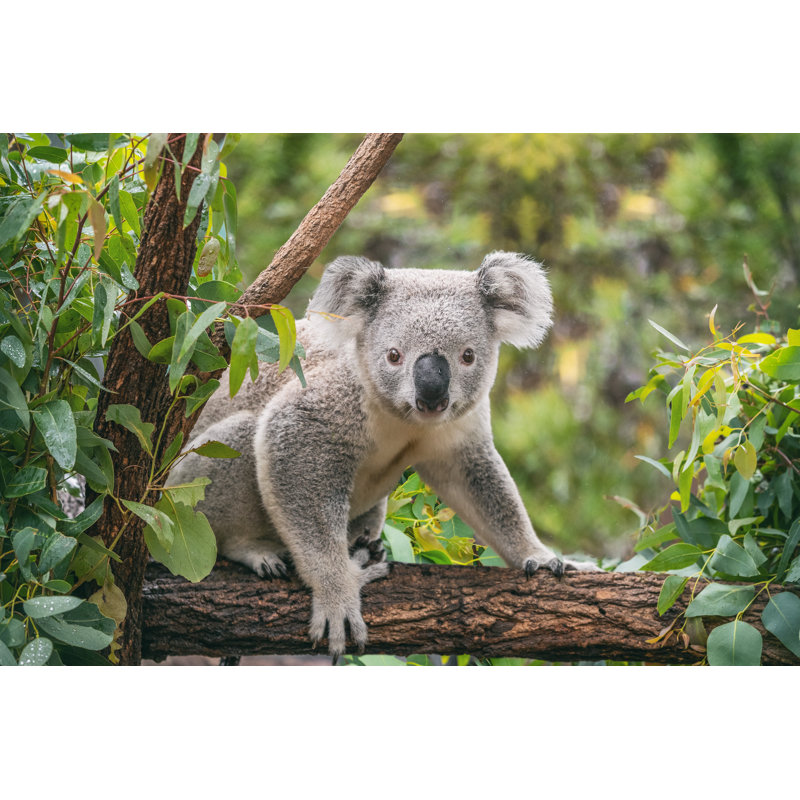 " Koala On Eucalyptus Tree ", 32" H x 48" W