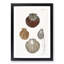 Types of Seashells PL. 11 by J.E. De Kay - Framed Print-55642382-55642386