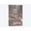 Barred Owl par Steve Gettle - reproduction d'art sur toile tendue-30005375-72448253-72448258