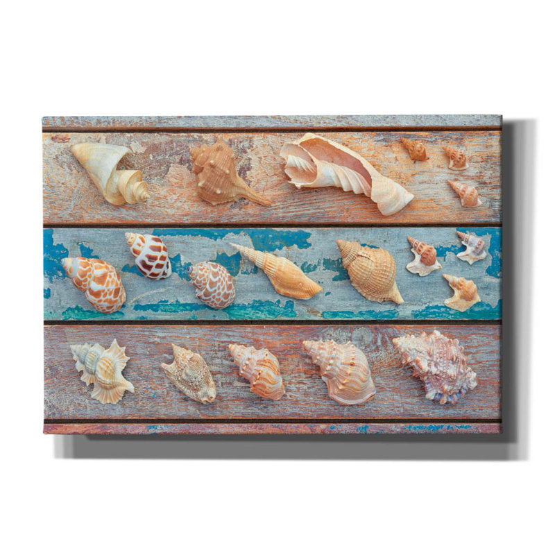«Sea Snail Shells» par Cora Niele, art mural sur toile, H 18 po x l 26 po x P 0,75 po