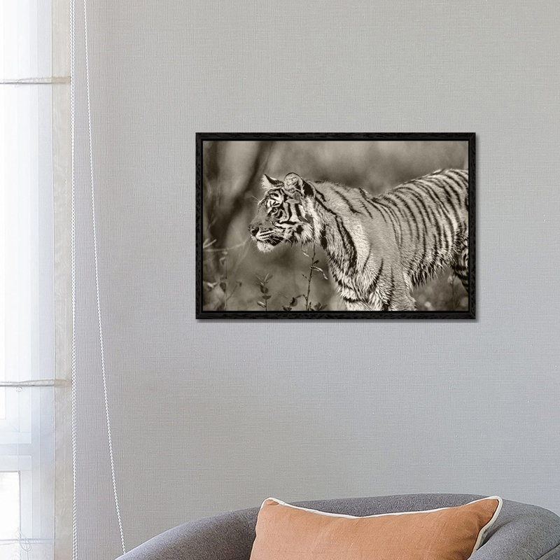 Siberian Tiger sub-adult, native to Russia 1 Piece Wall Art on Canvas, 66.04 cm H x 45.72 cm W, Black Framed