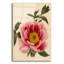 Art mural en verre acrylique épique «Paeonia Montan» par Art Licensing Studio, 16 po x 24 po-1280000194