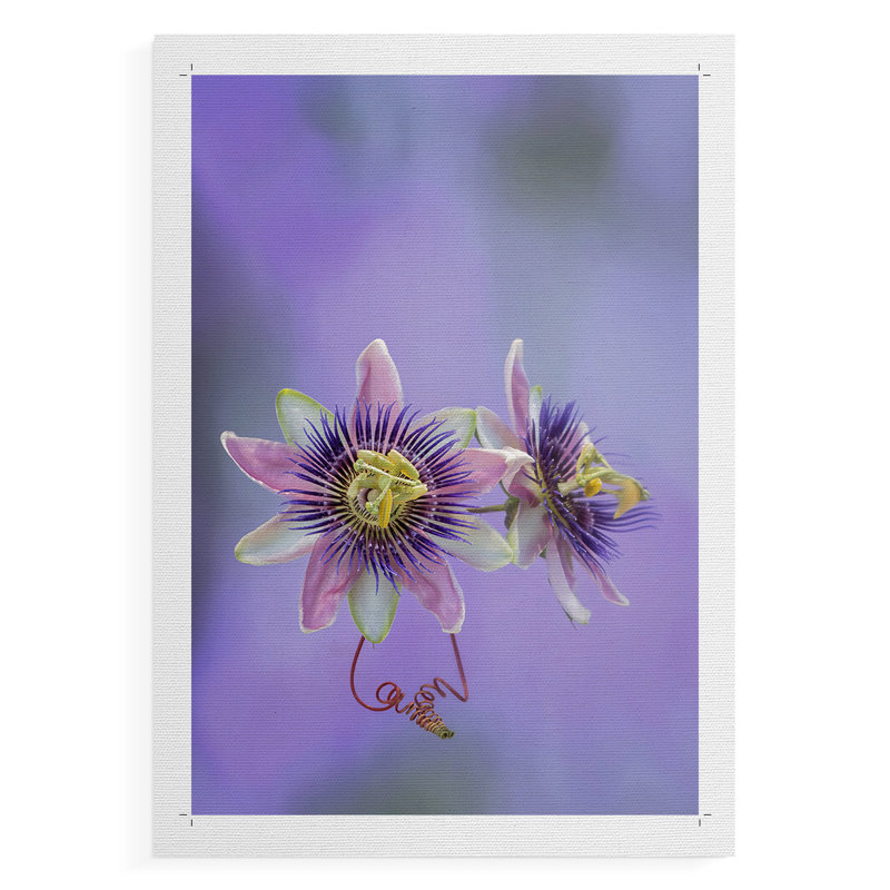Exotic Flower Burst II - Impression sur toile seulement - NON CADRE, H 18 po x l 12 po