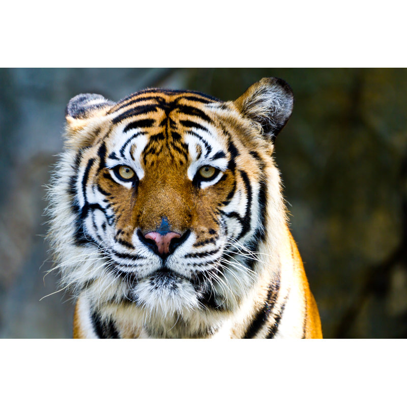 Tigre - Photographie sur toile tendue, H 24 po x l 36 po