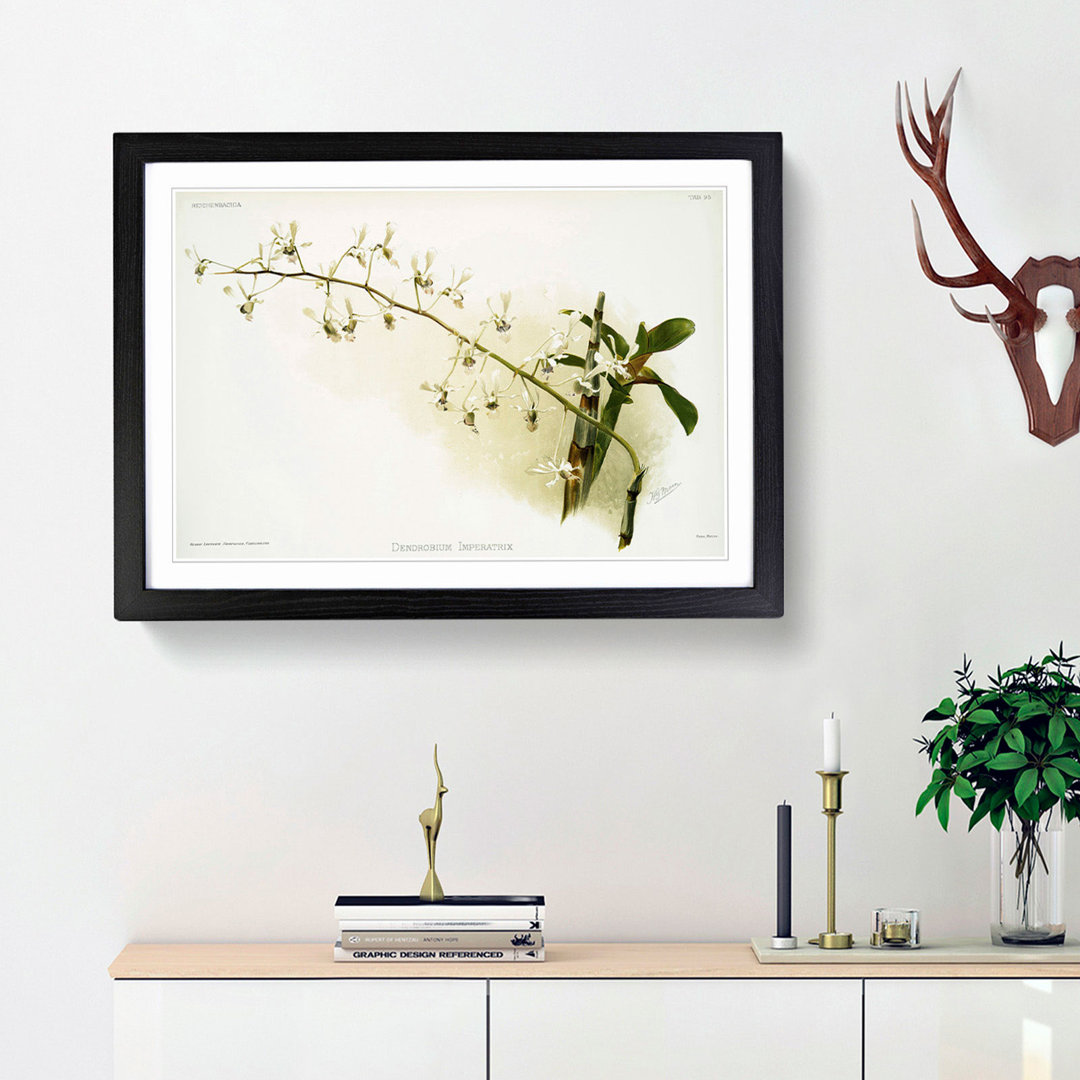 Magnolia Flowers Illustration Tab. 95 by Frederick Sander - Framed Print
