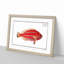 Red Parrot-fish by M.E. Bloch - Picture Frame Painting Print-55597847-55597848