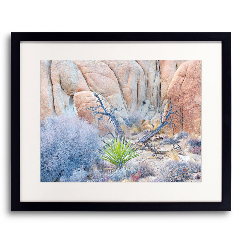 Joshua Tree Still Life par Bruce Heinemann, Papier avec cadre noir, H 24 po x l 30 po
