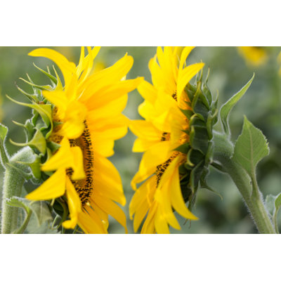 Tournesols se faisant face par Maria Dremova - Photographie sur toile tendue