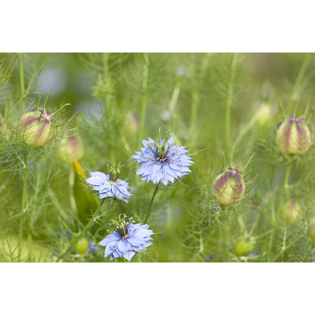 Nigella Sativa von Ailime - Drucken