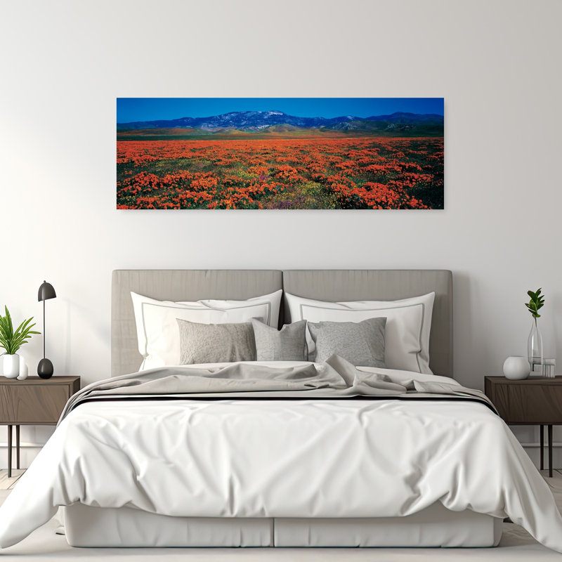Champ, coquelicots, Antelope Valley, Californie, États-Unis, H 20 po x l 60 po
