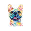 Fawn French Bulldog - Frenchie by Lisa Whitehouse - Print on Canvas-63929944-63929939