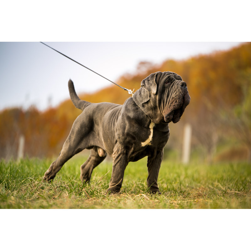 Neapolitan Mastiff - Wrapped Canvas Print, 30cm H x 46cm W x 3.8cm D