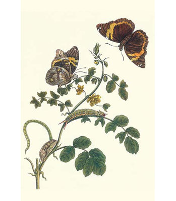 " Coffee With Split-Banded Owlet Butterfly "
