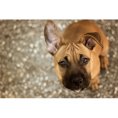 American Staffordshire Terrier par Ullver - photographie sur toile tendue