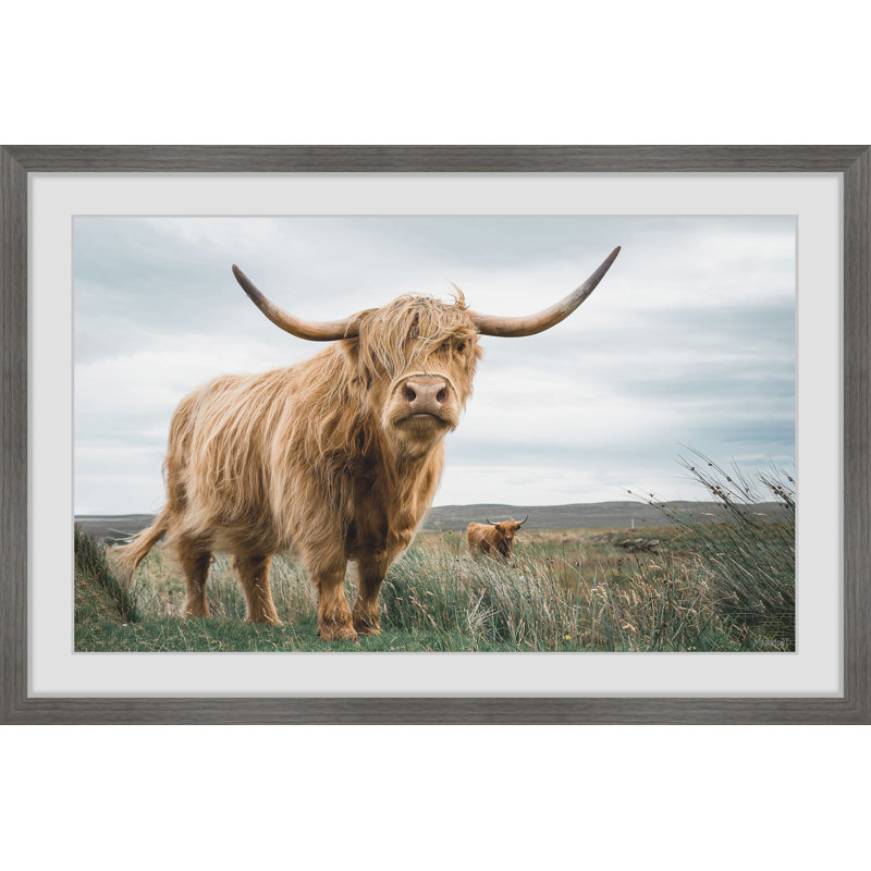 " Grazing Cattles " by Marmont Hill, Paper, White, 12" W x 8" H