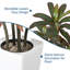 Plant-1137603670