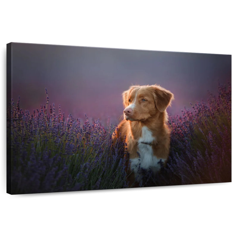 Golden Retriever In Lavender Field, 26" H x 39" W