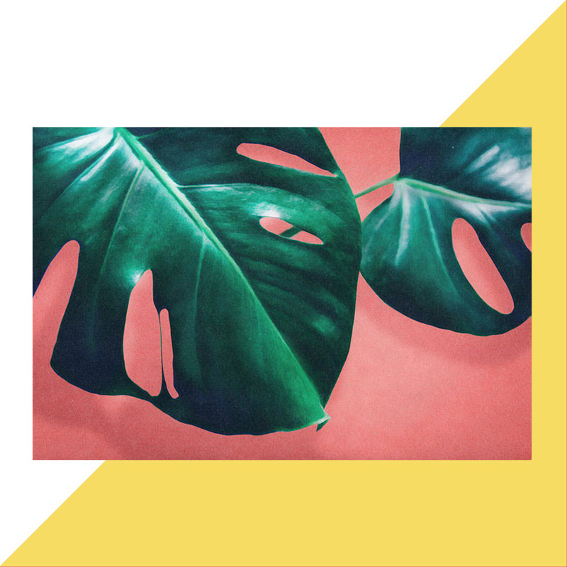 « monstera ii »-reproduction d’impression sur toile tendue, H 8 po x l 12 po x P 0,75 po