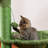 Coyst 37'' H Cat Tree