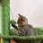 Coyst 37 " H Cat Scratching Post