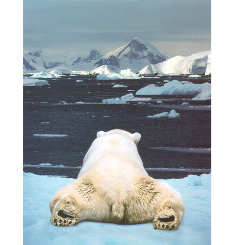 Rêve d'un ours polaire, H 18 po x l 14 po