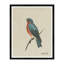 Swallow Print